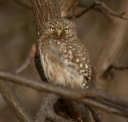 Pacific Pygmy-Owl - Photo: Roger Ahlman